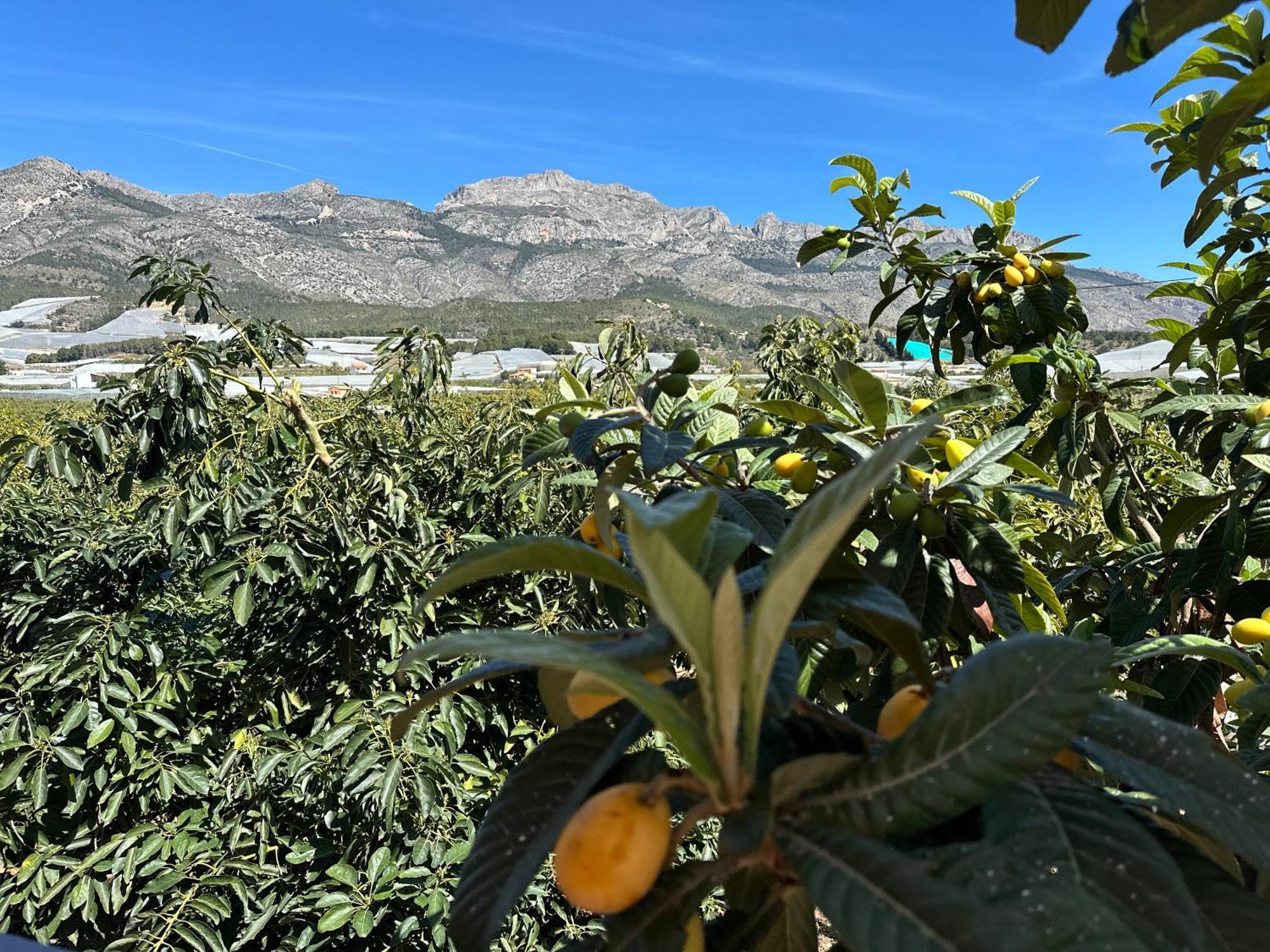 Casa Rural Altaret Callosa de Ensarriá Esterno foto